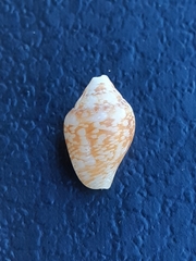 Columbella
