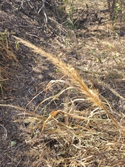 Setaria scheelei
