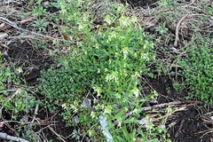 Boechera grahamii