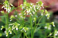 Boechera grahamii