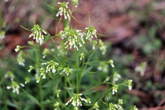 Boechera grahamii