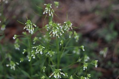 Boechera grahamii
