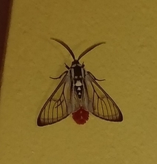 Aethria ornata