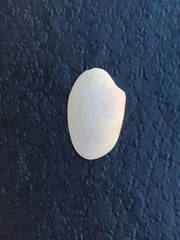 Bivalvia