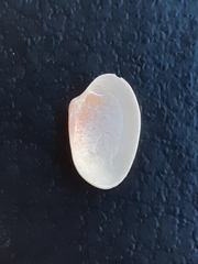 Bivalvia
