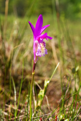 Arethusa bulbosa