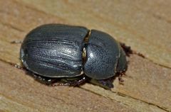 Dyscinetus morator