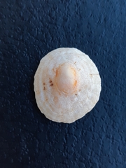 Patella caerulea