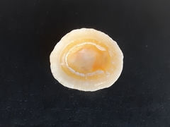 Patella caerulea