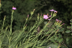 Dianthus imereticus