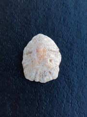 Patella caerulea