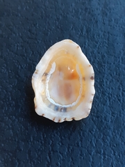 Patella caerulea