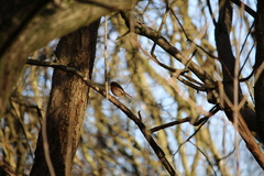 Erithacus rubecula