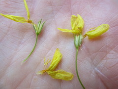 Sebaea grisebachiana