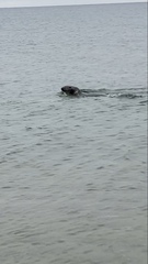 Halichoerus grypus grypus