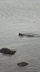 Halichoerus grypus grypus