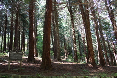 Sciadopitys verticillata