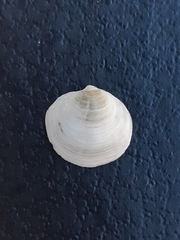 Bivalvia