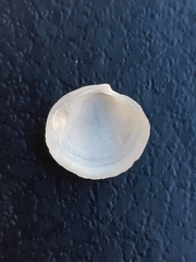Bivalvia