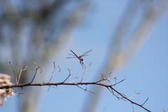 Brachymesia
