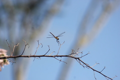 Brachymesia