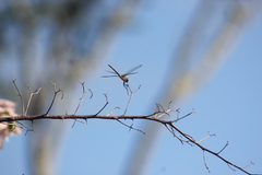 Brachymesia