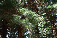 Sciadopitys verticillata