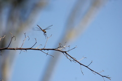 Brachymesia