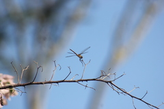 Brachymesia