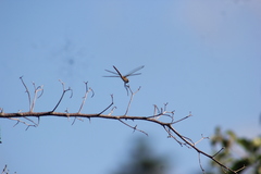 Brachymesia