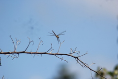 Brachymesia