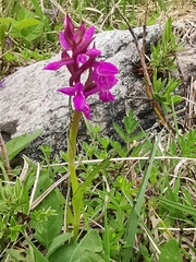 Dactylorhiza lapponica
