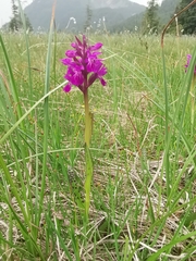Dactylorhiza lapponica