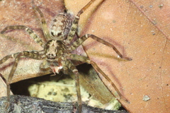 Heteropoda amphora