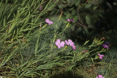 Dianthus imereticus