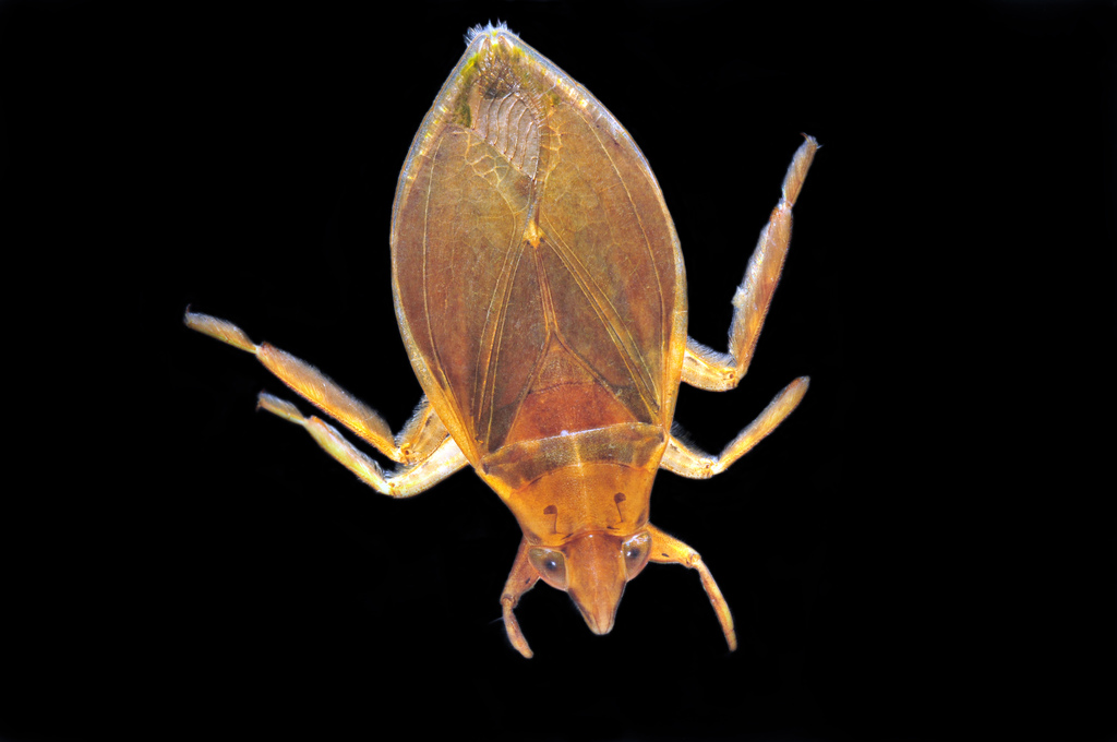 Belostoma lutarium