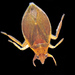 Belostoma lutarium - Photo (c) Tom Kennedy, some rights reserved (CC BY-NC), uploaded by Tom Kennedy