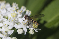 Meliscaeva cinctella