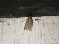 Noctuinae
