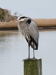 Ardea herodias