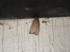 Noctuinae