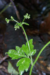 Sanicula liberta
