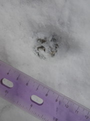 Lynx rufus