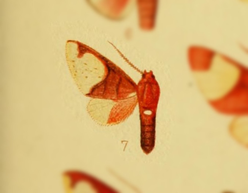 Neonerita marpessa