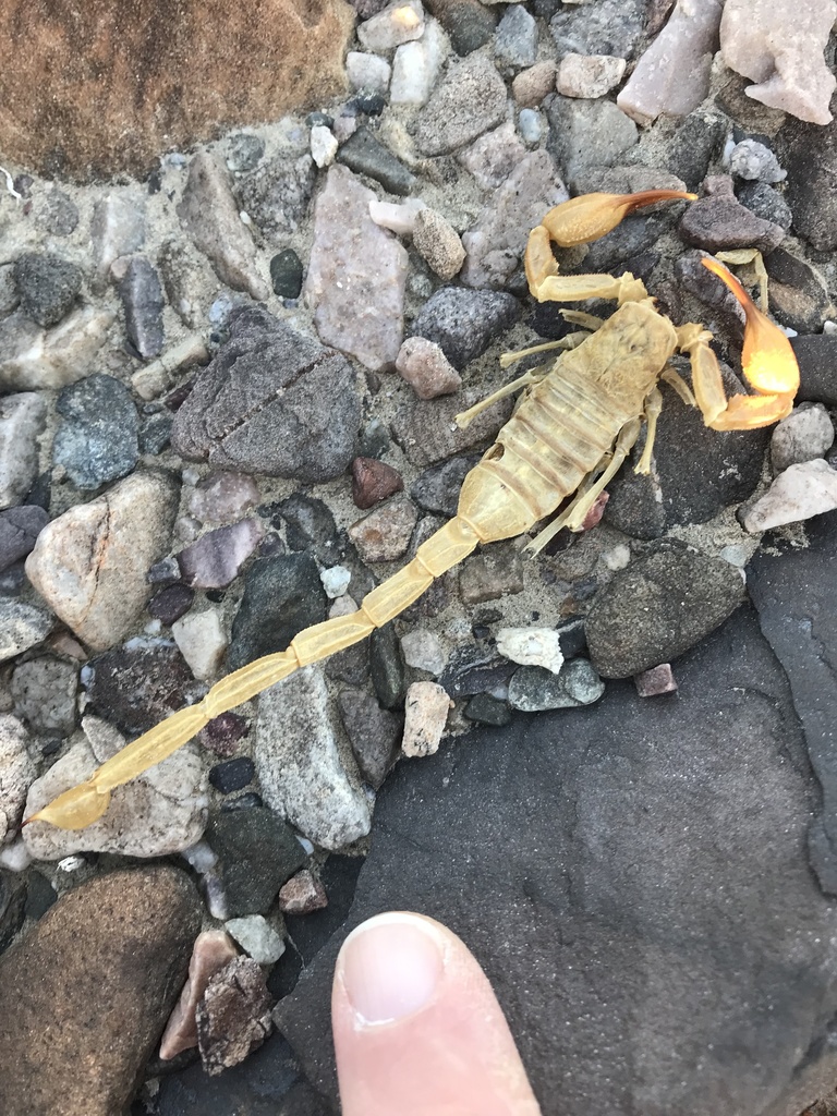 Smeringurus vachoni vachoni