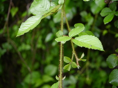 Rubus ellipticus