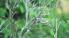 Setophaga castanea