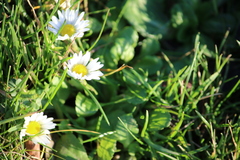 Bellis perennis