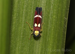 Erythrogonia odonsera