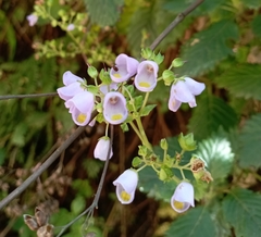 Jovellana punctata